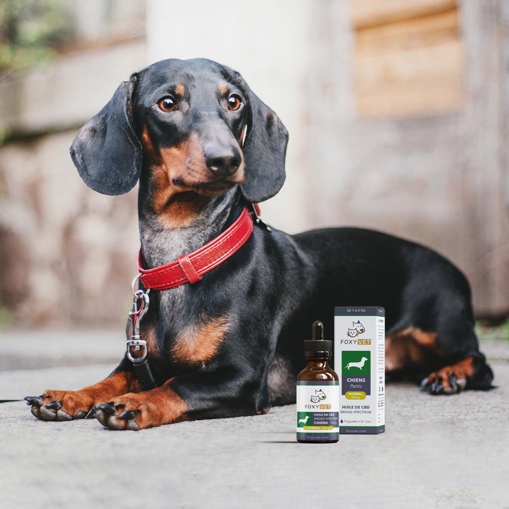 Huile de CBD chien maxi : remède naturel et anti-stress et anti-nausées  pour chien