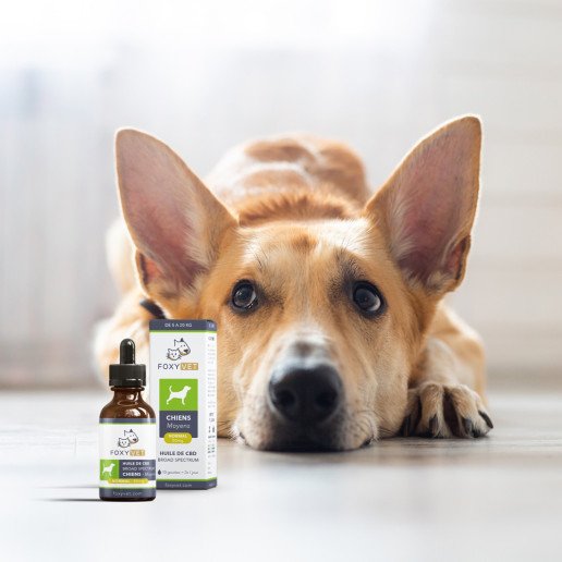 Huile de CBD chien maxi : remède naturel et anti-stress et anti-nausées  pour chien
