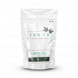 Critical + - Fleur de CBD - CBD.fr