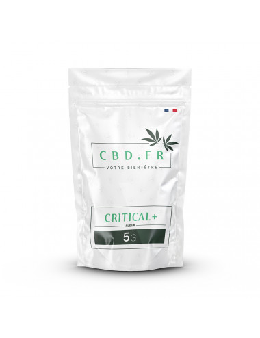 Critical + - Fleur de CBD - CBD.fr