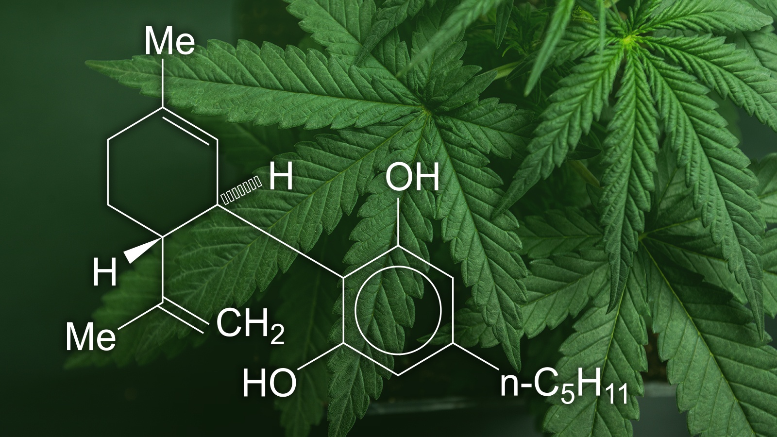 Cannabis, chanvre, CBD, THC… Quelles différences ? Voici ce que dit la loi