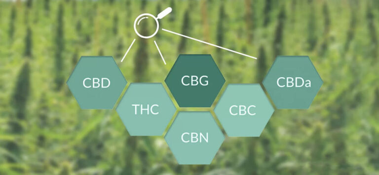 differences-entre-cbd-cbg-cbn-2