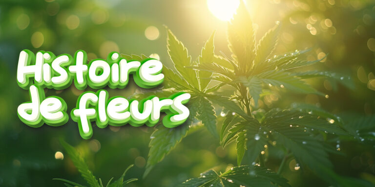 hitoire-de-fleur-de-cbd